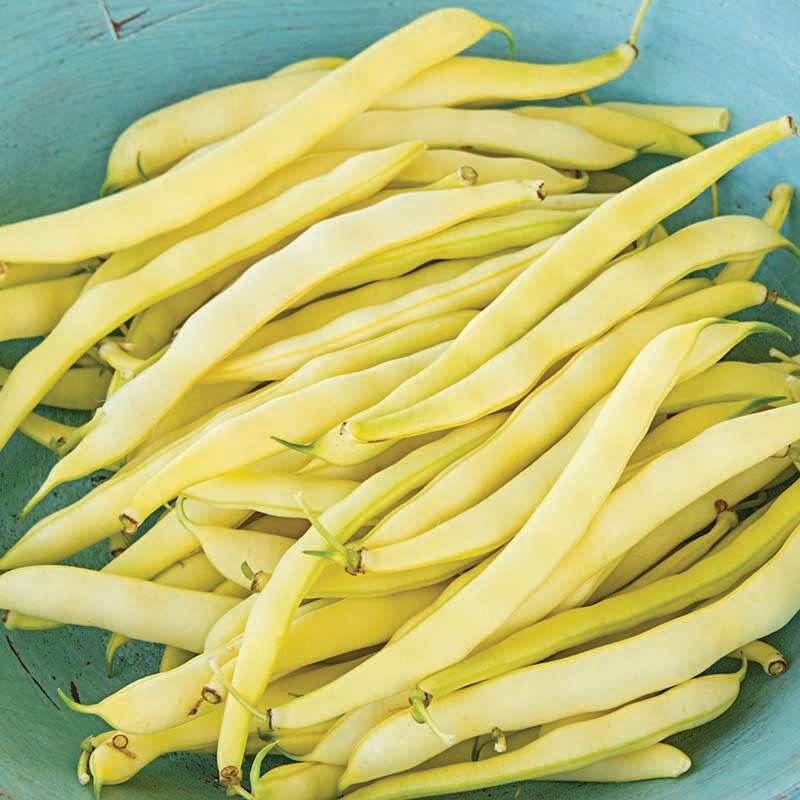 Topnotch Yellow Bush Bean (Bush) - Team Grow