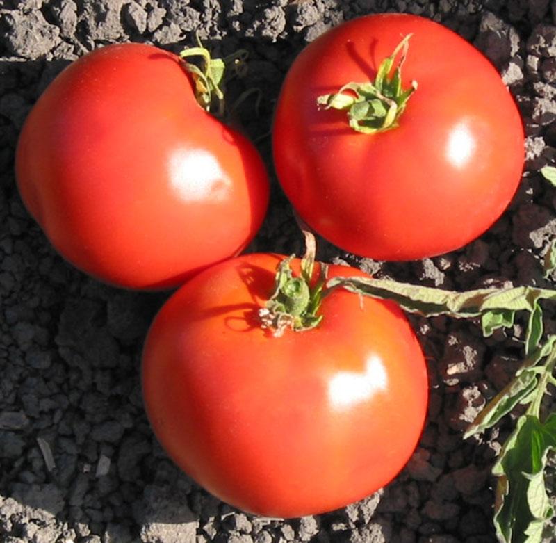 Trip - L - Crop Tomato - Team Grow