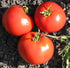 Trip - L - Crop Tomato - Team Grow
