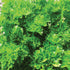 Triple Curled Parsley - Team Grow