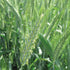 Triticale - Team Grow