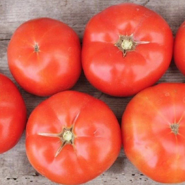 Trophy Tomato - Team Grow