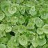 Claytonia Miner's Lettuce