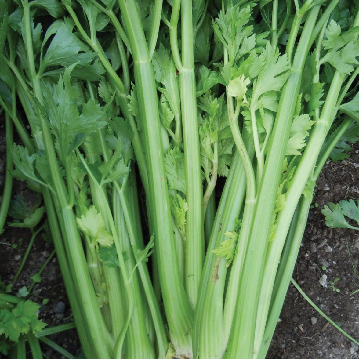 Utah Tall Celery - Team Grow