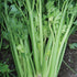 Utah Tall Celery - Team Grow