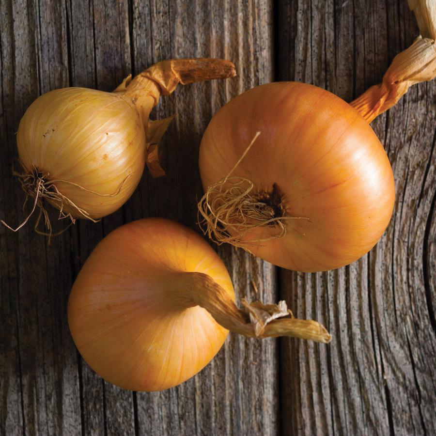 Utah Yellow Sweet Spanish Onion - Team Grow