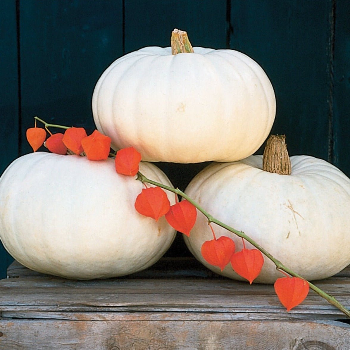 Valenciano Pumpkin - Team Grow