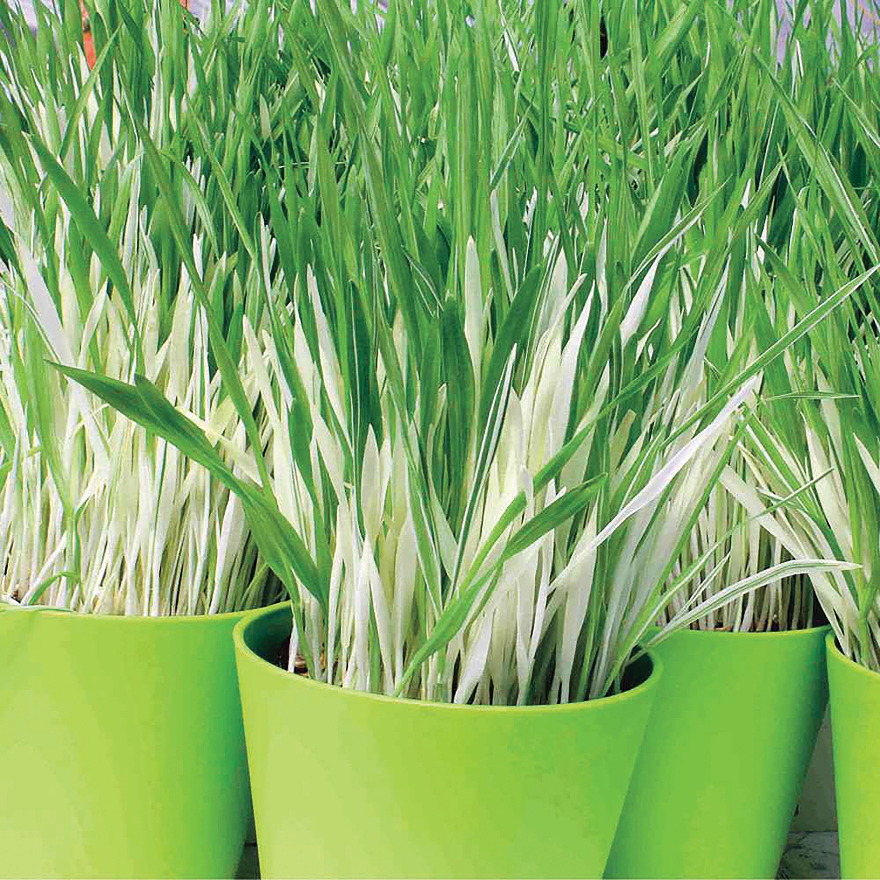 Variegated Cat Grass - Team Grow