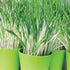 Variegated Cat Grass - Team Grow