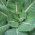 Vates Collards - Team Grow