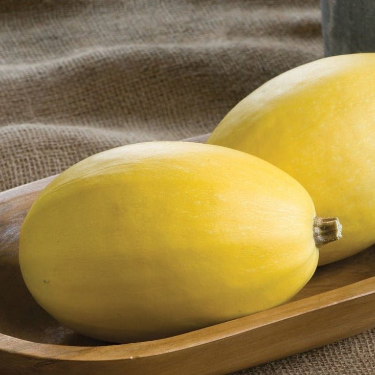 Vegetable Spaghetti Squash - Team Grow