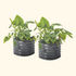 17" Tall Herb Garden Bed 24" Wide - Twin Pack