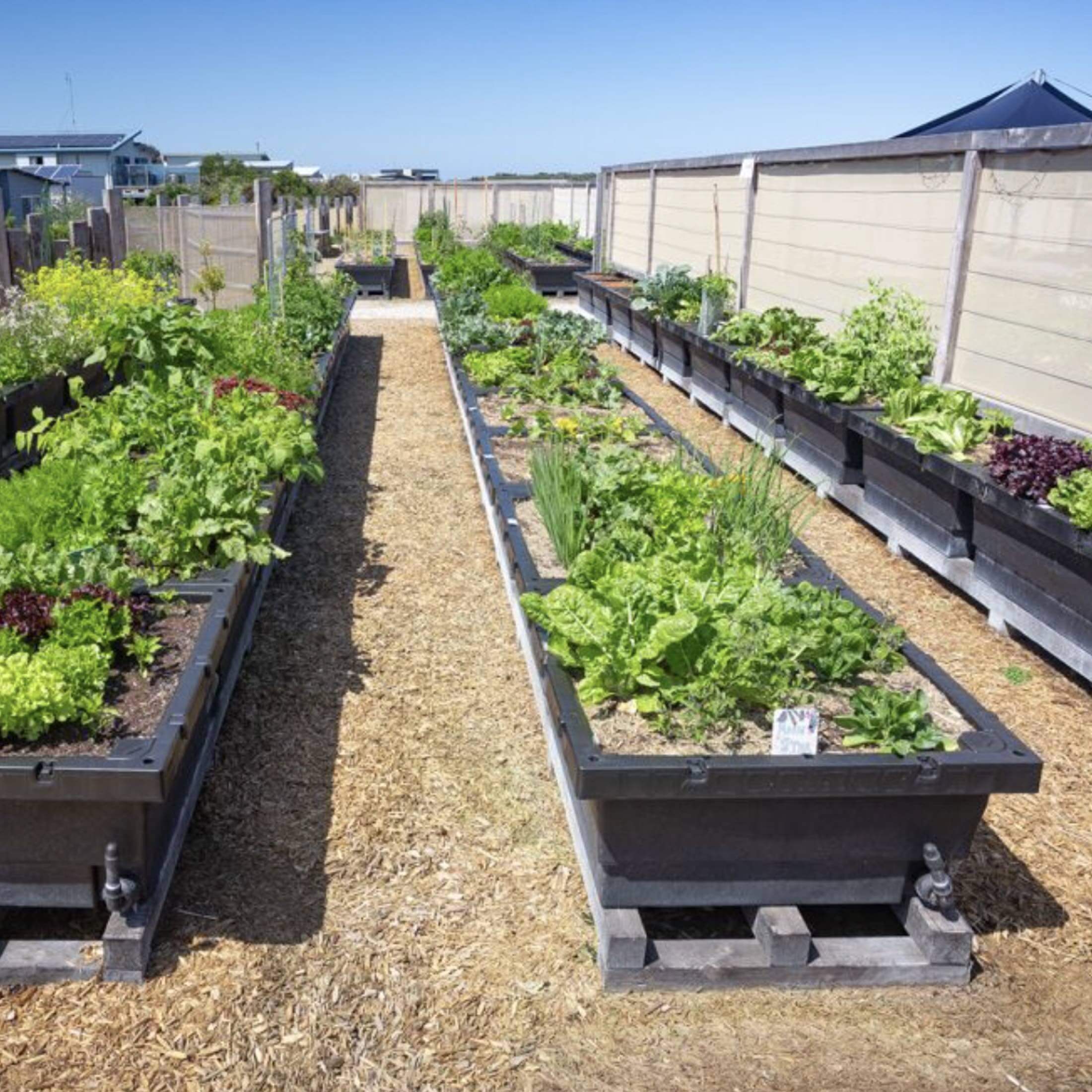 Foodcube™ Large - The Next Generation of Self Watering Raised Beds Elevated