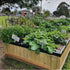 Foodcube™ Large - The Next Generation of Self Watering Raised Beds Elevated