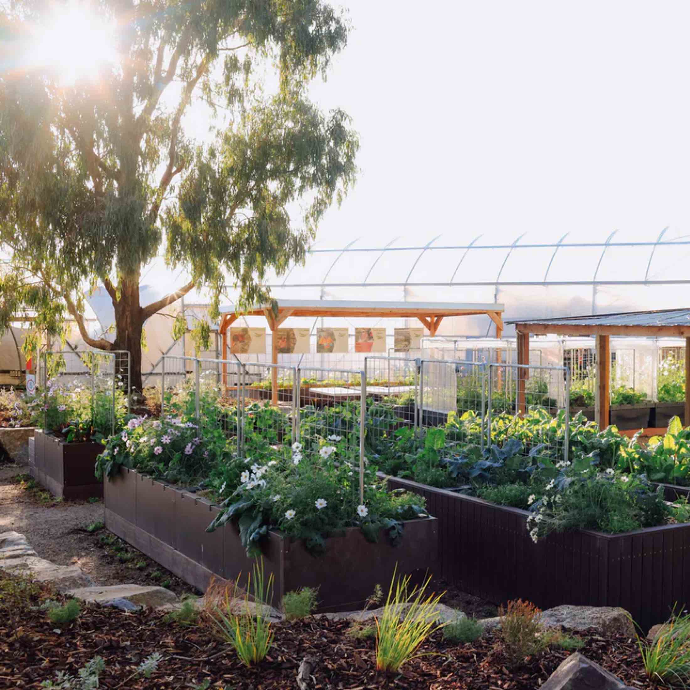 Foodcube™ Large - The Next Generation of Self Watering Raised Beds Elevated