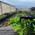 Foodcube™  Slim- The Next Generation of Self Watering Raised Garden