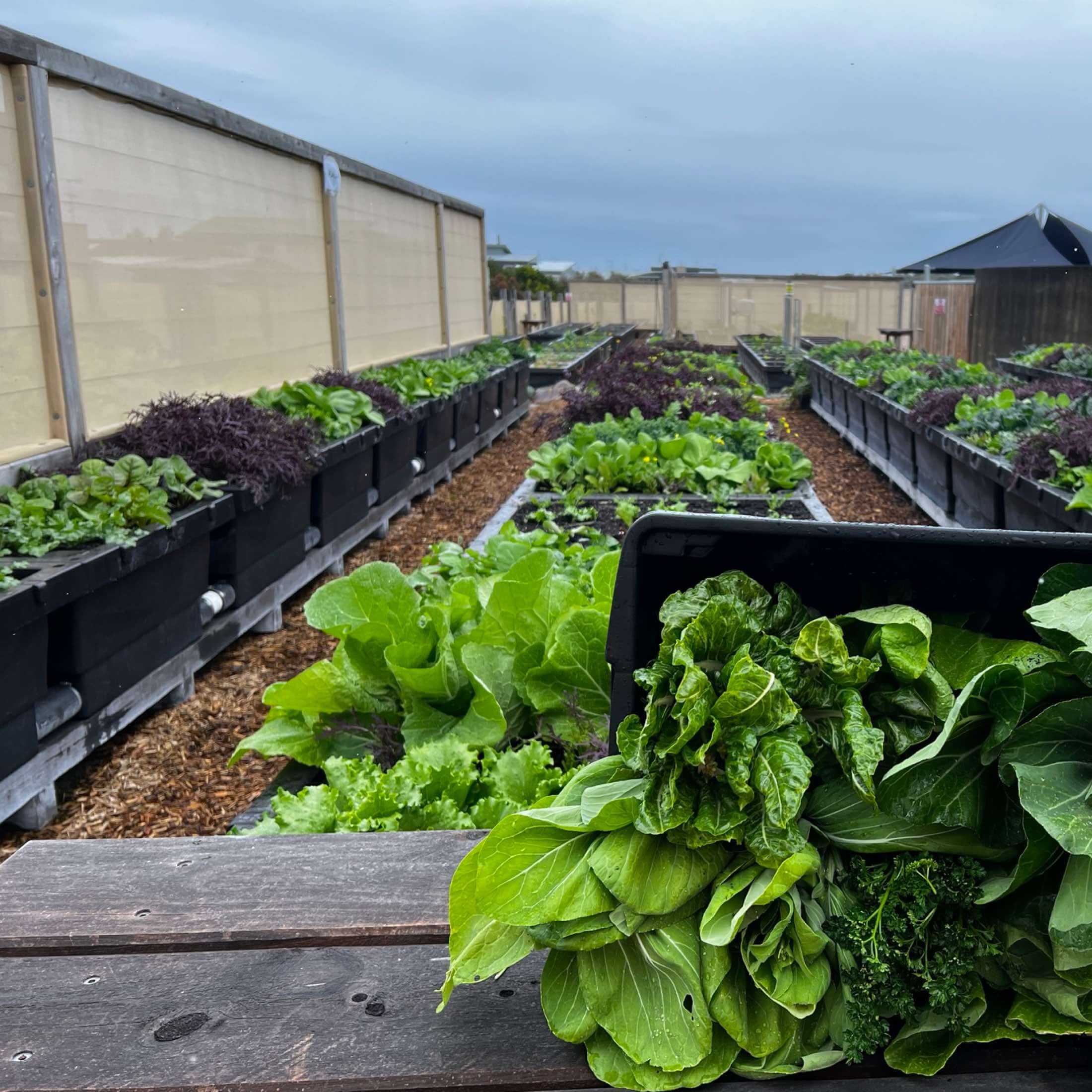 Foodcube™  Slim- The Next Generation of Self Watering Raised Garden Elevated