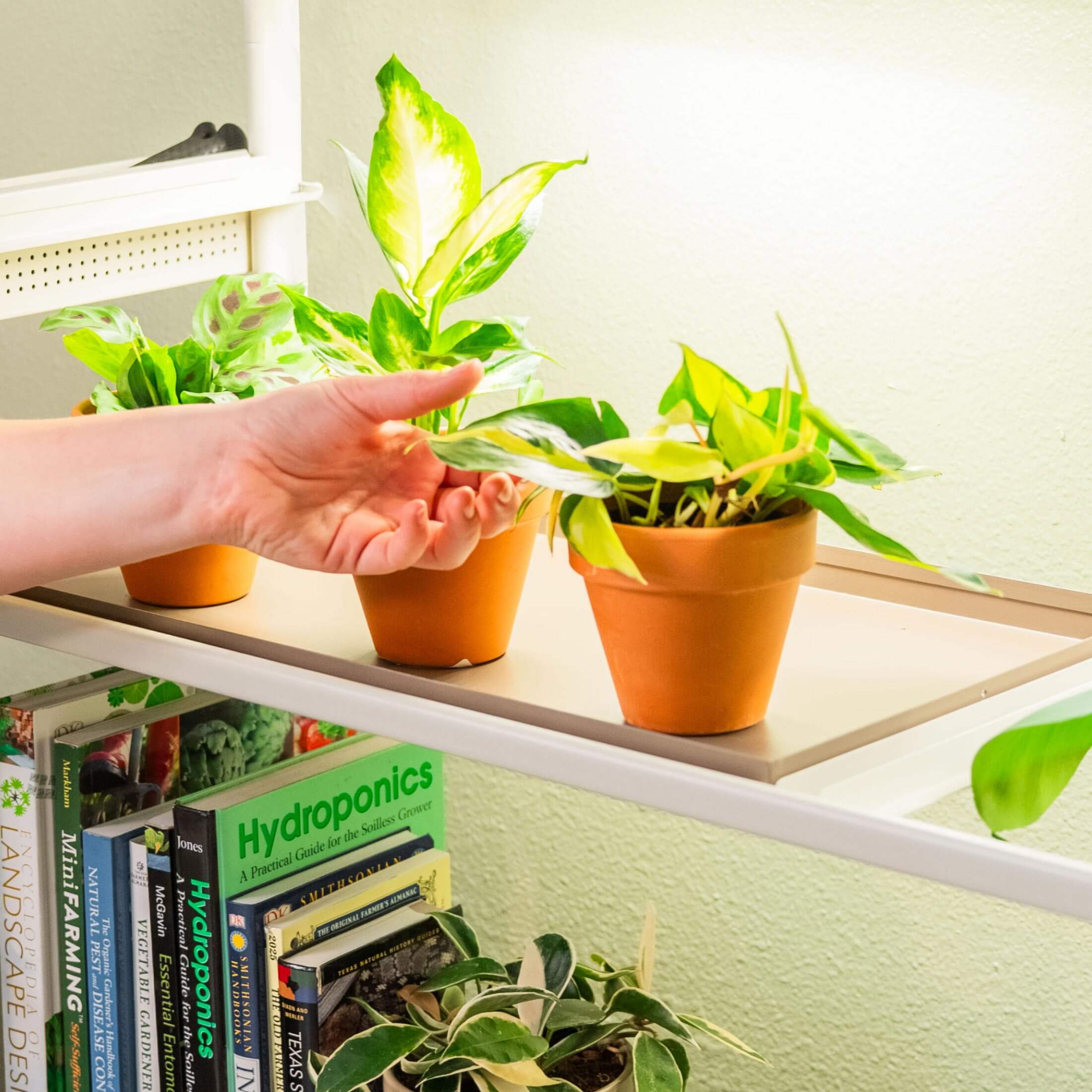 tray for indoor plants Grow Light Garden 1020 Standard Tray