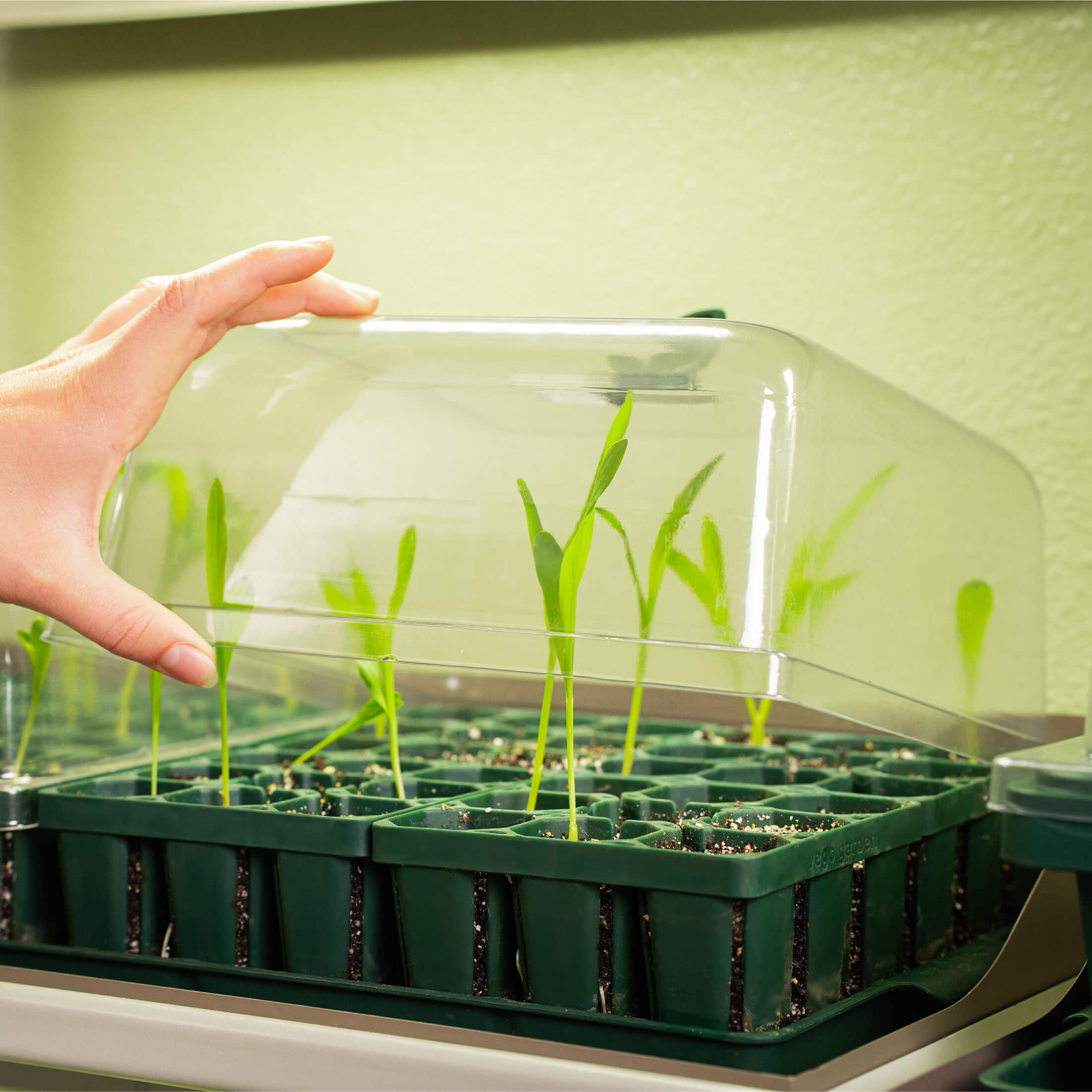 Seedling Humidity Dome - 10" x 10"