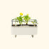 Self-Watering Herb Planter Box with Trellis