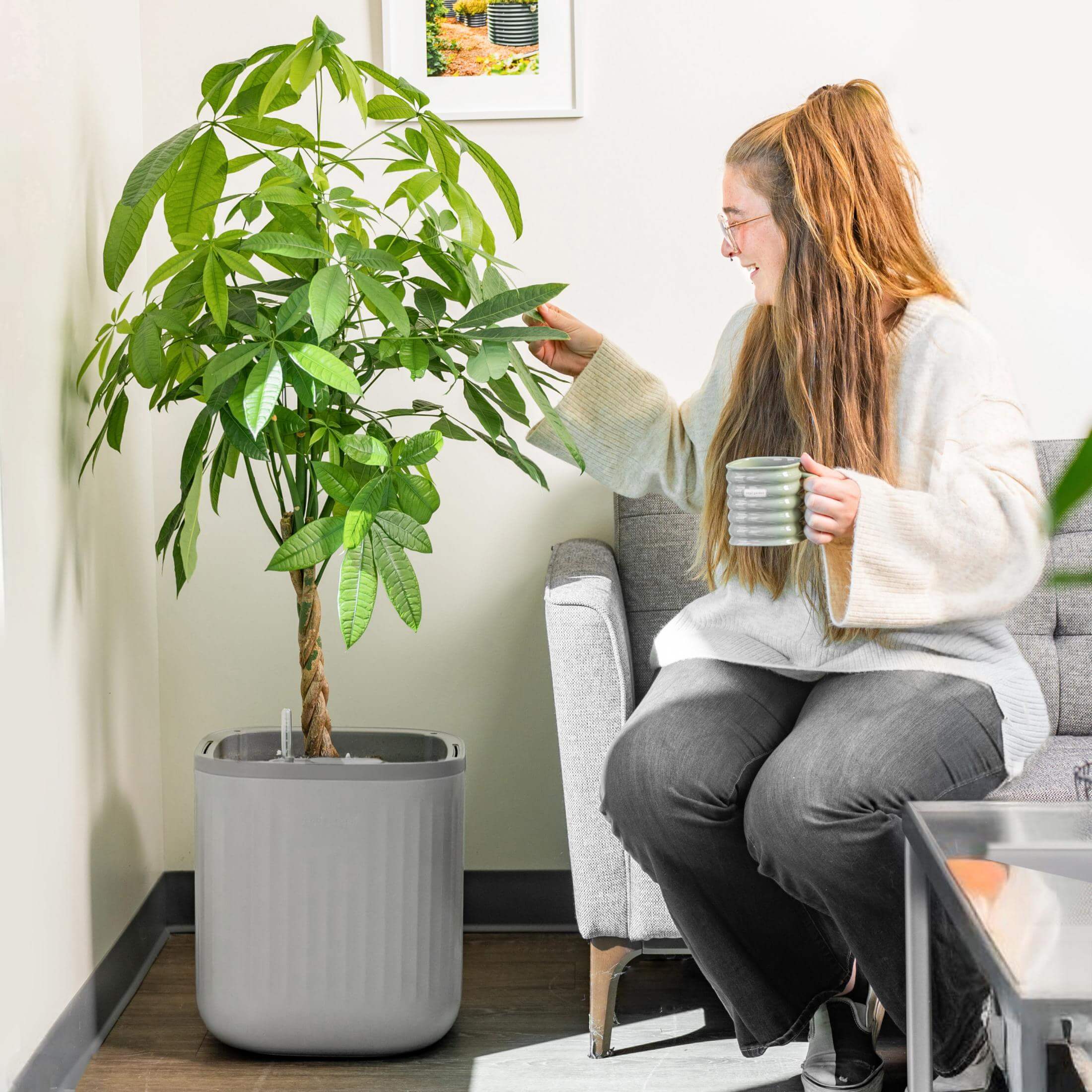 self watering money tree plant EZ Self-Watering Home Planter, Cream White / 2 Pack