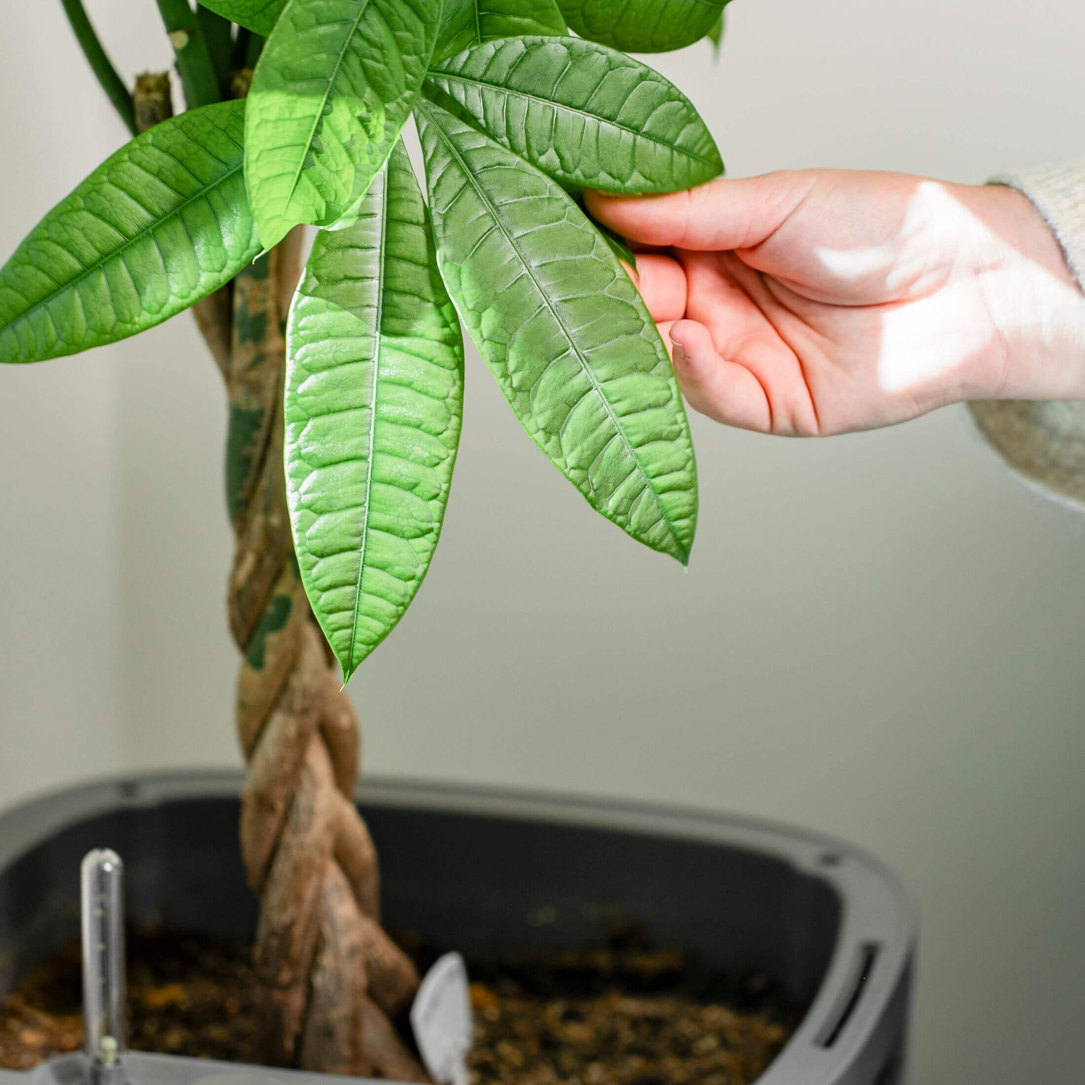 self watering plants online EZ Self-Watering Home Planter, Cream White / 2 Pack