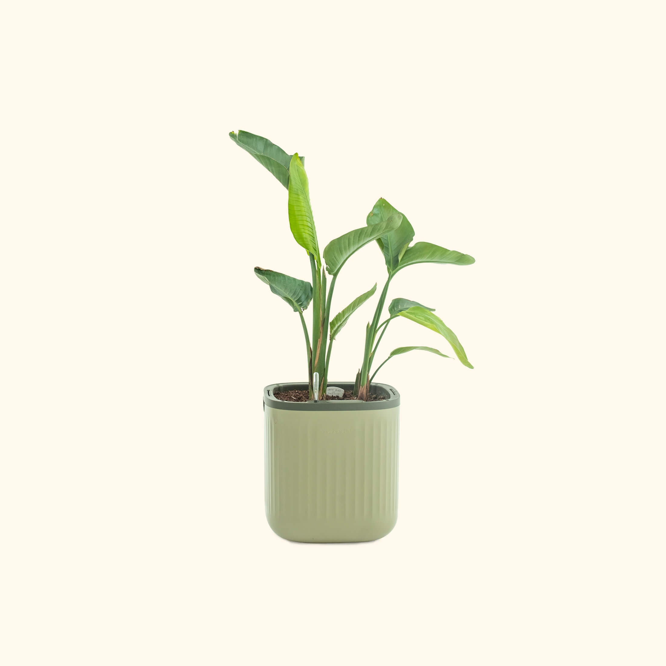 prayer plant self watering pot EZ Self-Watering Home Planter, Sage Green / 2 Pack