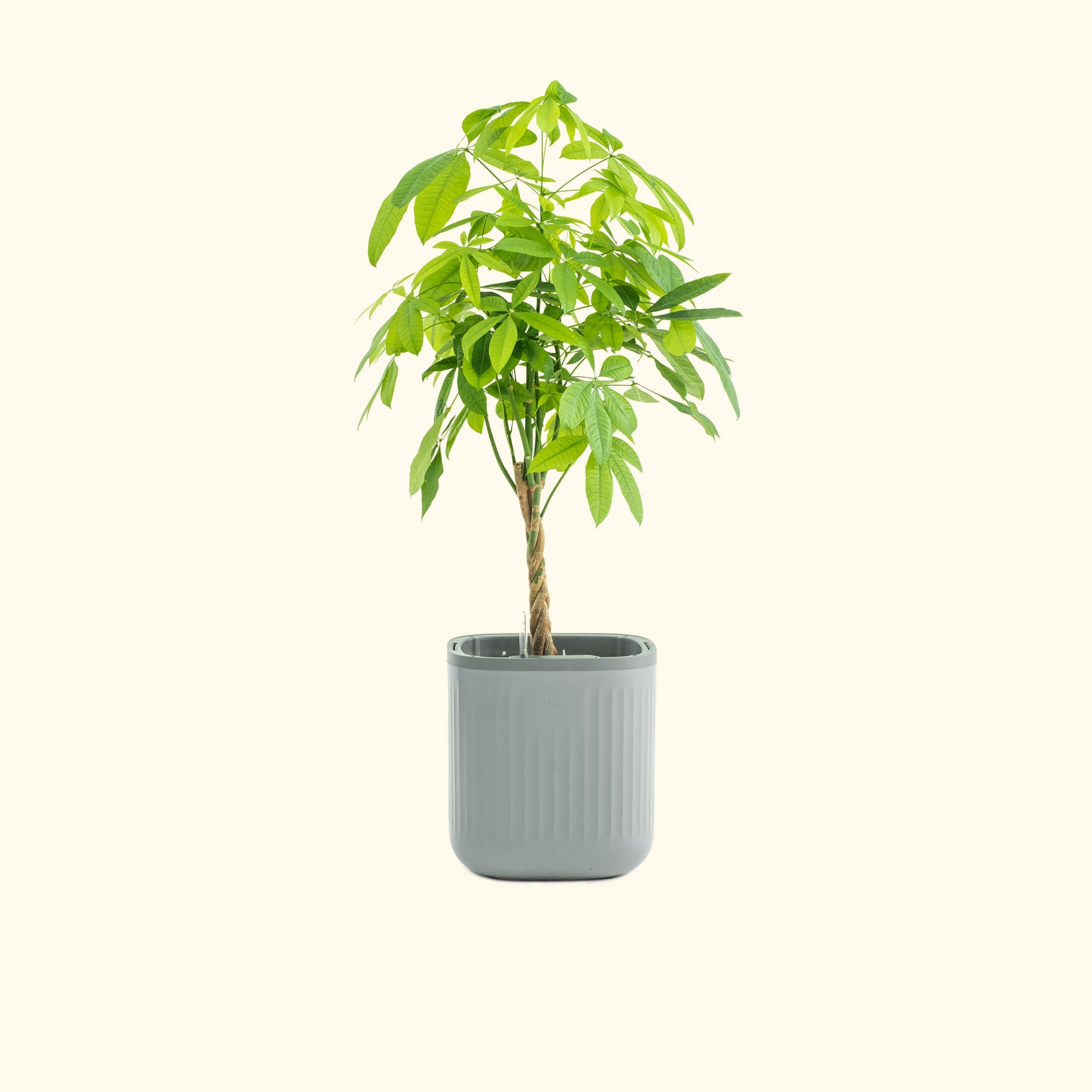 self watering pepper planter EZ Self-Watering Home Planter, Fog Gray / 1 Pack
