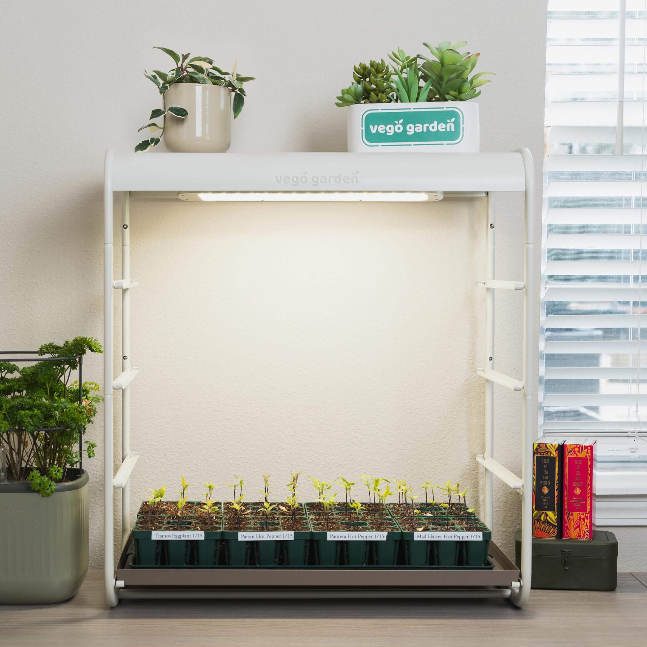 best grow light for one plant 1 Tier Tabletop Grow Light Garden