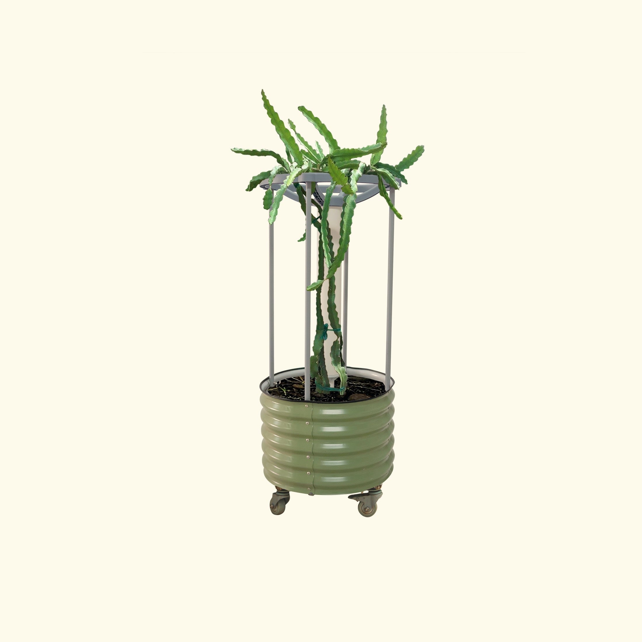 can you grow a dragon fruit plant indoors Dragon Fruit Self-Watering Rolling Planter – Team Grow