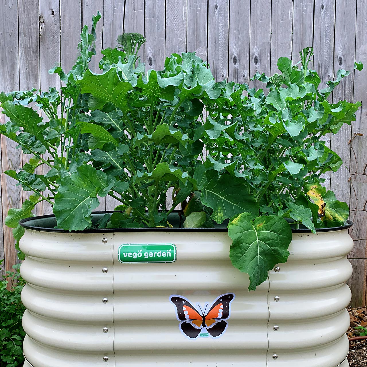 Vego Sticker Kit - Team Grow