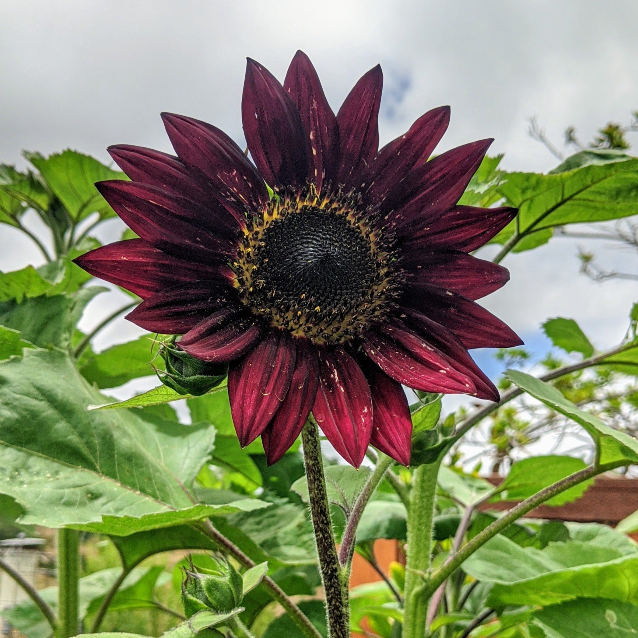 Velvet Queen Sunflower - Team Grow