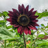 Velvet Queen Sunflower - Team Grow