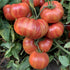 Vintage Wine Tomato - Team Grow