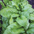 Viroflay Spinach - Team Grow
