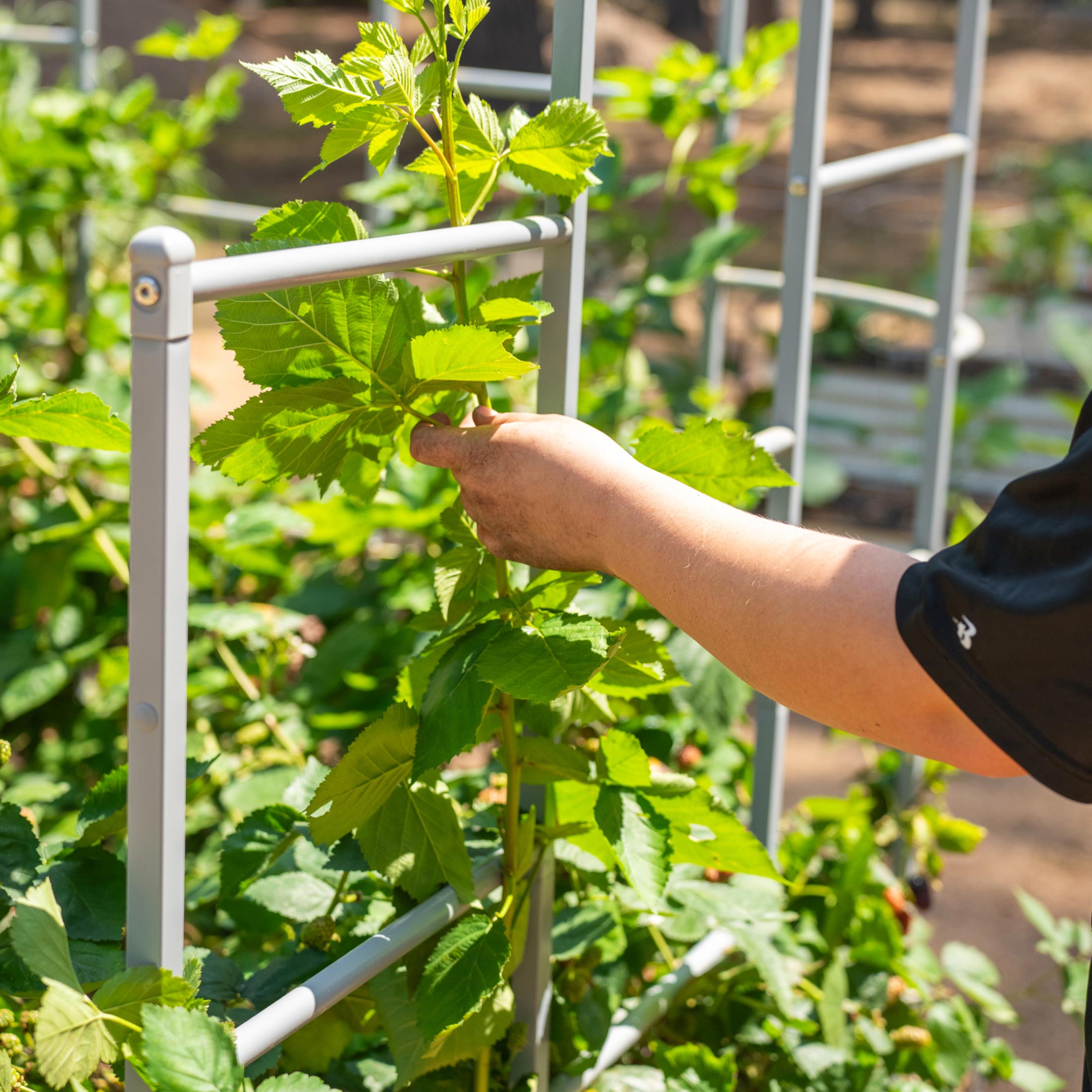 Wall Trellis System - Team Grow