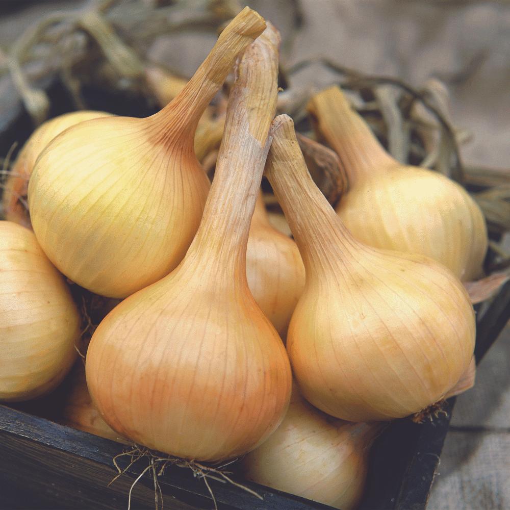 Walla Walla Onion - Team Grow