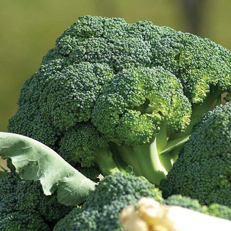 Waltham 29 Broccoli - Team Grow