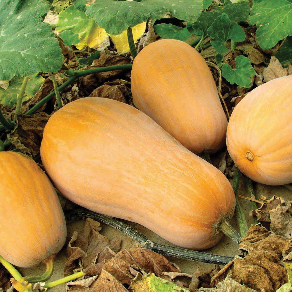 Waltham Butternut Squash - Team Grow