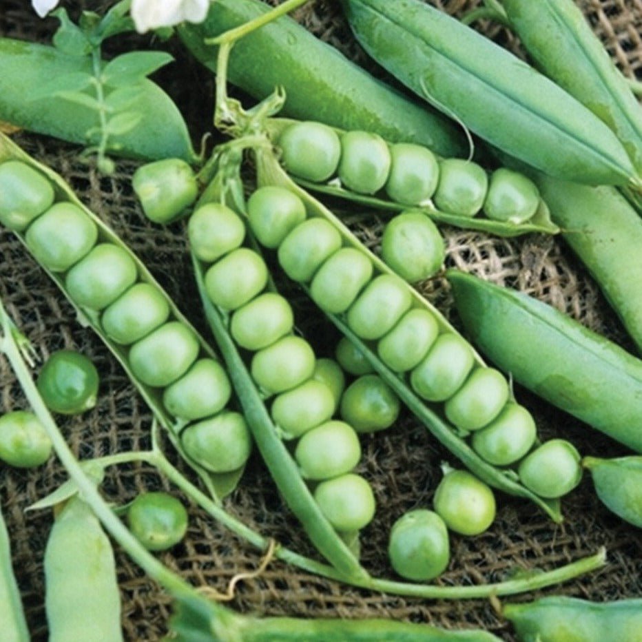 Wando Pea - Team Grow