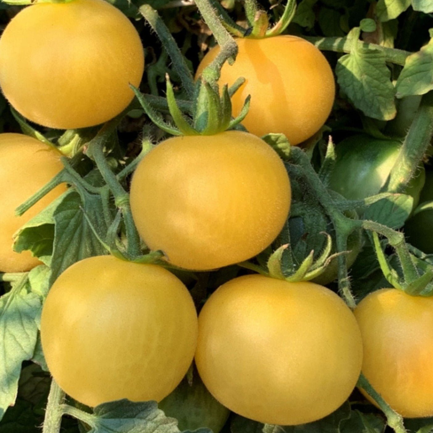 Wapsipinicon Peach Tomato - Team Grow