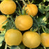 Wapsipinicon Peach Tomato - Team Grow