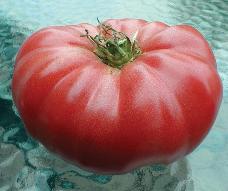 Watermelon Beefsteak Tomato - Team Grow