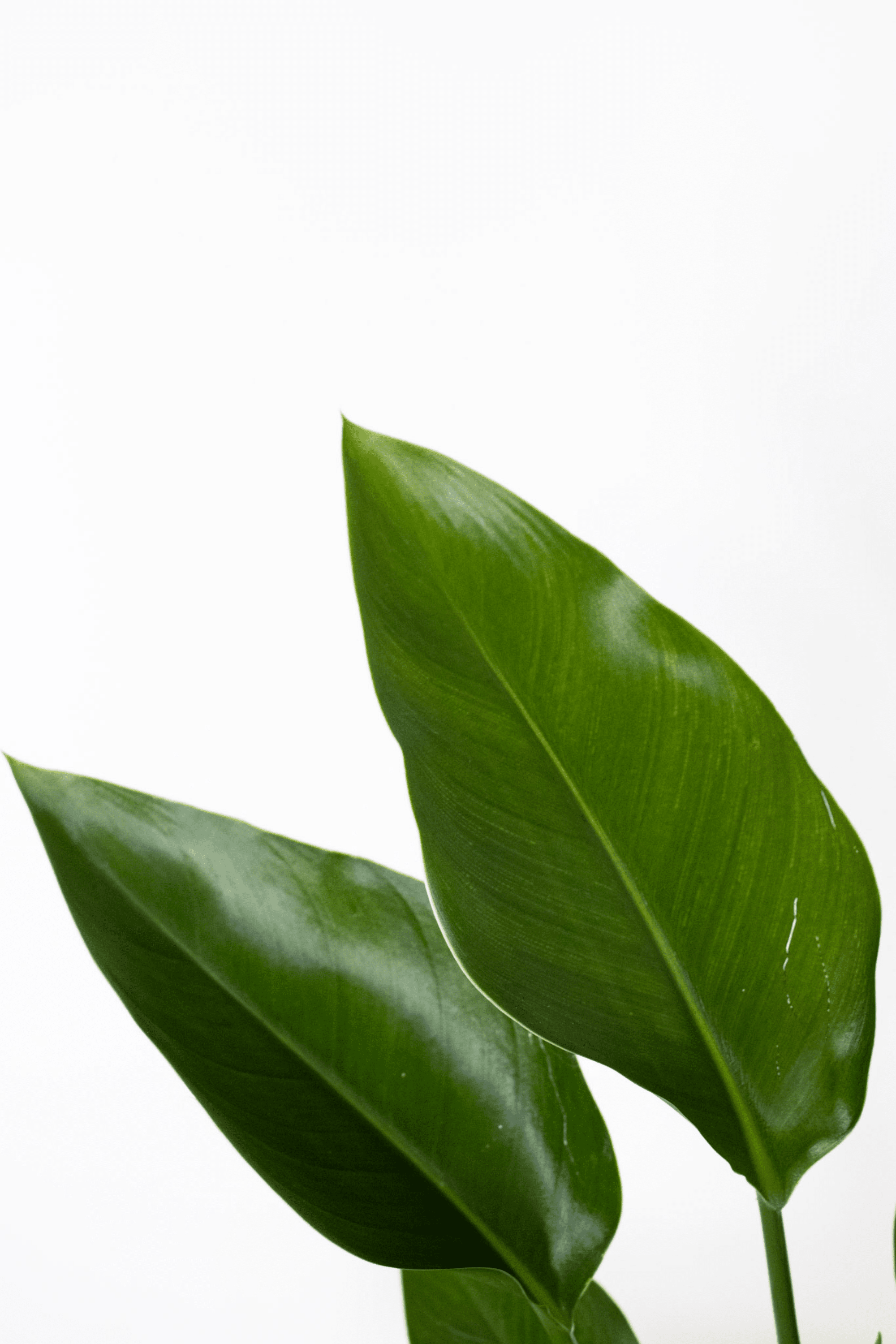 White Bird of Paradise - Team Grow