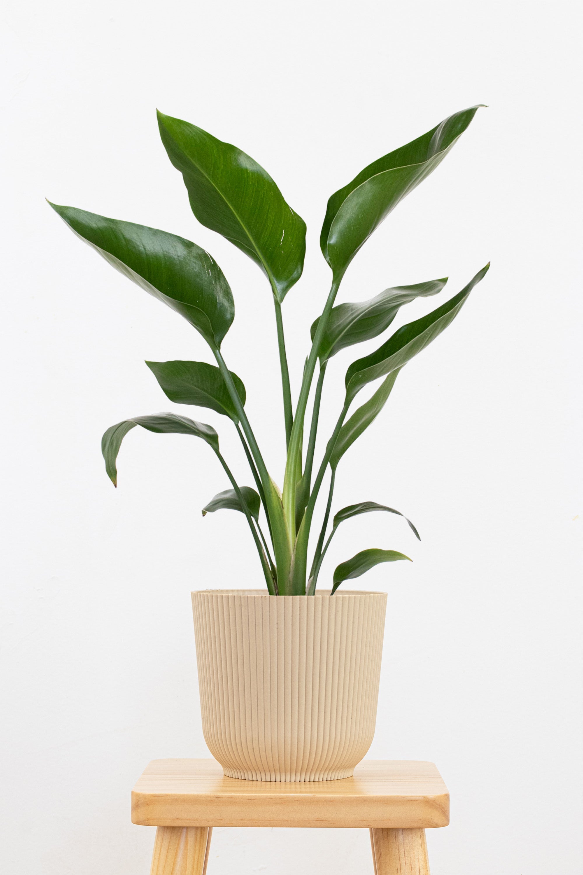 white bird of paradise live indoor strelitzia nicolai plant White Bird of Paradise – Team Grow