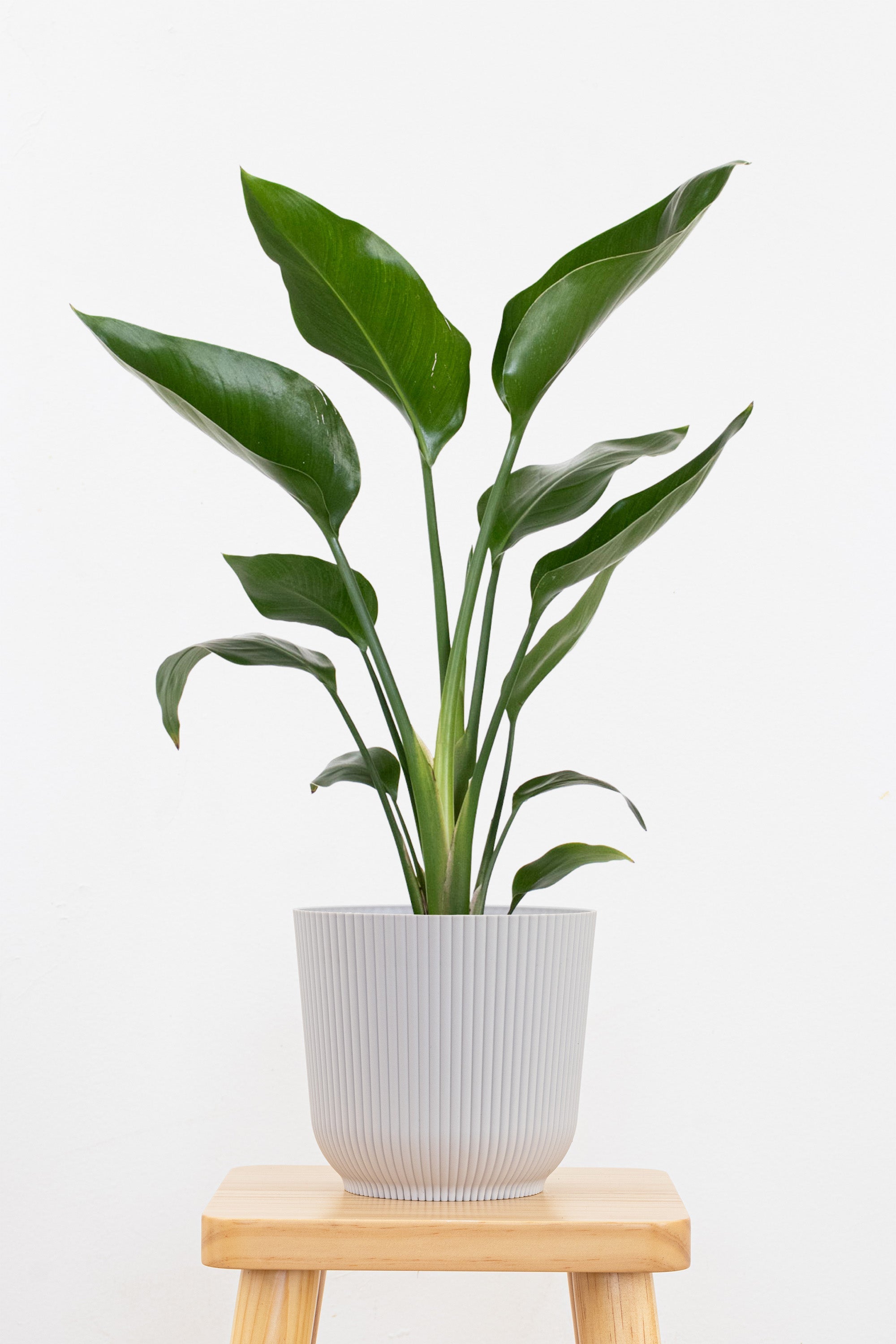 white bird tropical plant indoor care White Bird of Paradise – Team Grow
