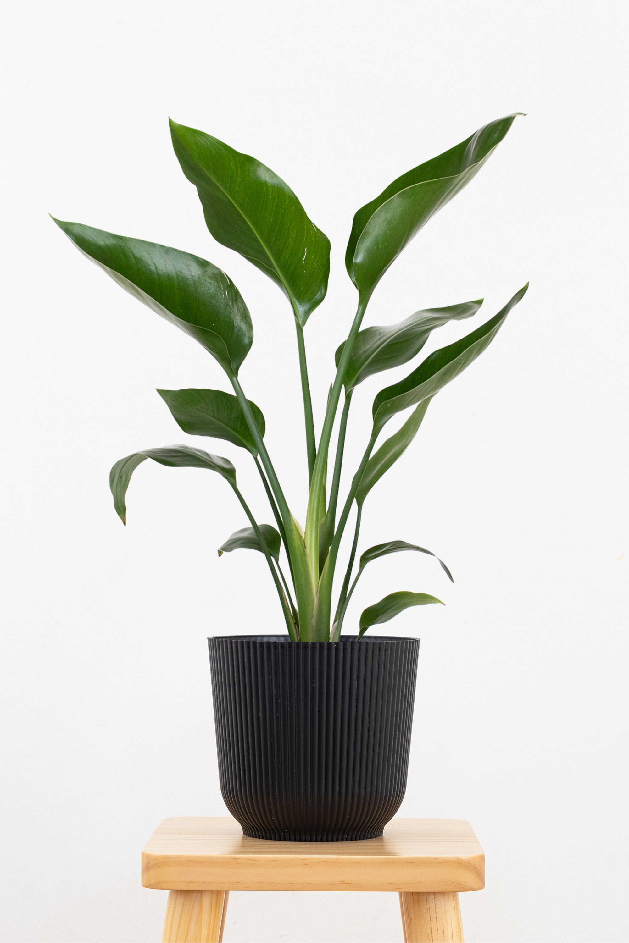 indoor large bird of paradise plant White Bird of Paradise – Team Grow