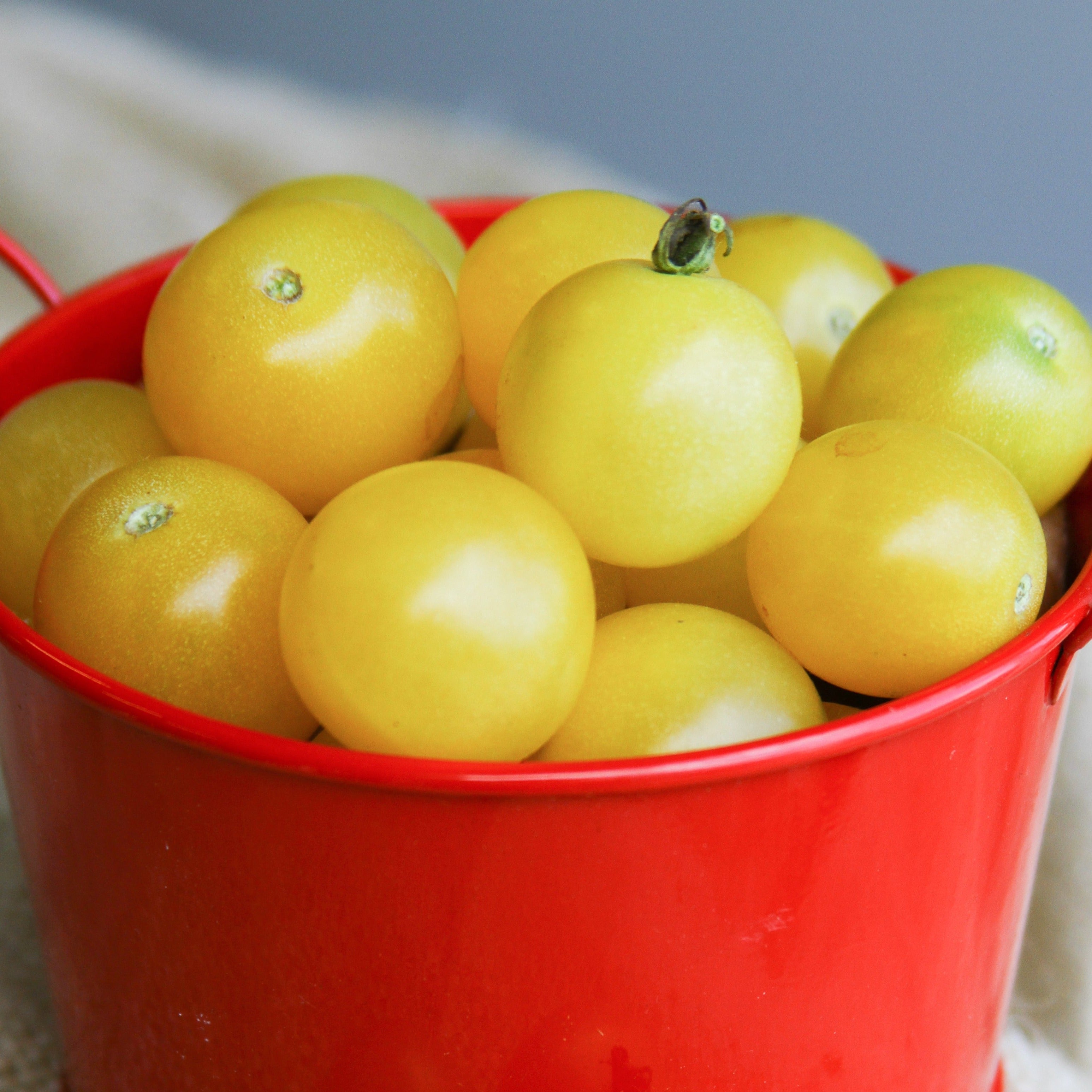 White Cherry Tomato - Team Grow