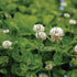 White Dutch Clover - Team Grow