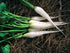 White Icicle Radish - Team Grow